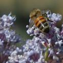 Honey bee on 'Topaz' ceanothus