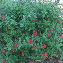 Autumn sage 'Lipstick' produces bright red flowers in the spring and fall.  These are used by bumblee bees, carpenter bees, and honey bees.