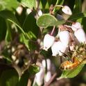 Honey bee nectars on 'Howard McMinn' manzanita. This cultivar is a UC Davis Arboretum All-Star and grows under a variety of conditions.