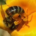 Honey bee in native California poppy, <i>Eschscholzia californica</i>