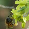 Here's a honey bee on golden currant, <i>Ribes aureum</i>, with a heavy pollen load.