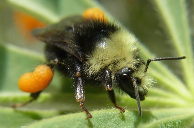 Van Dyke bumble bee on lupine