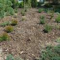 Honeycomb Hideout new planting at two weeks. Plants have been placed to create a secondary path through the bed to facilitate bee viewing.