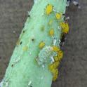 The green, slug-like animal at the center is an aphid predator, <i>Aphidoletes aphidimyza</i>. It's surrounded by oleander aphids on milkweed.