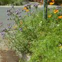 Tansy-leaved phacelia (<i>Phacelia tanacetifolia</i>) and California poppy in a parkway strip