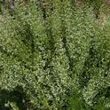 Calamint. You'll find this one covered with bees from May to frost at the Haven.