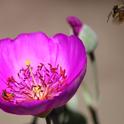 Honey bee on calandrinia with red pollen