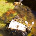 Honey bees perch on a cork to drink. Notice the algae and leaf litter that has accumulated in the water. Essential bee nutrients leach from this material into the water.