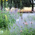 The Haven in mid-June. Russian sage, coneflower, and verbascum provide a feast of pollen and nectar for a variety of bee species.