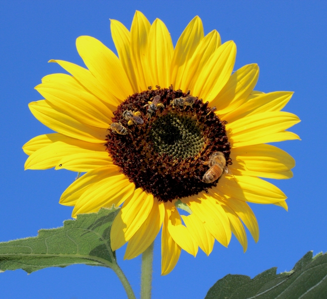 Sweat bees and a honey bee together on a sunflower