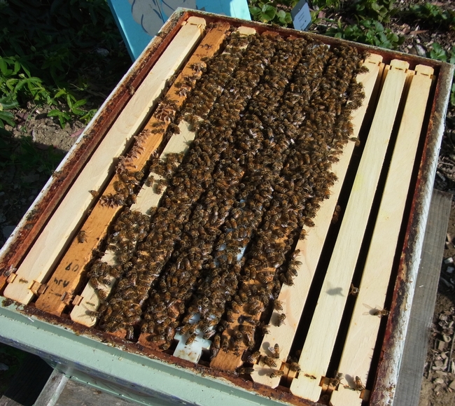 Just opened honey bee hive