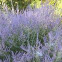 Russian sage blooms from early summer through to frost and is well-utilized by bees