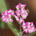 Sweat bee with pollen on 'Island Pink' yarrow