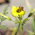 Honey bee with pollen on <I>Oxalis pes-caprae</I>