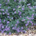 California aster 'Purple Haze' blooming