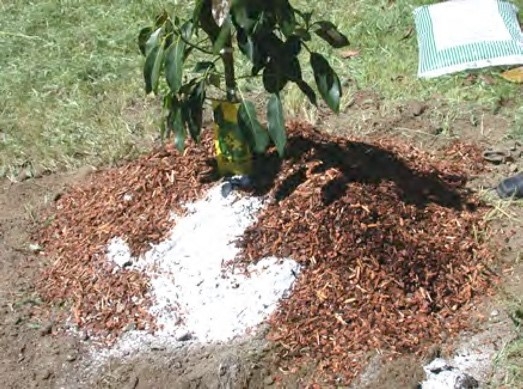 avocado  planted