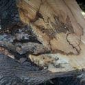 shot hole borer damage to wood