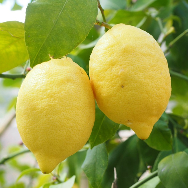 lemon-Eureka fruit