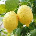 lemon-Eureka fruit