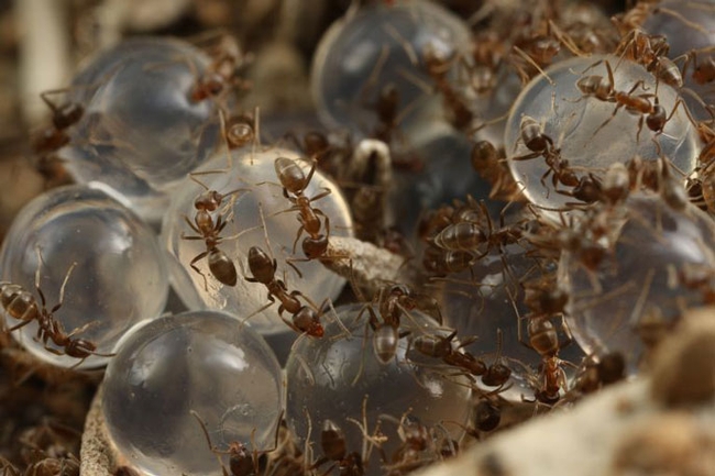 argentine ant and hydrogels