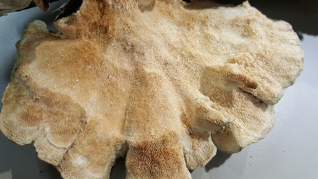 turkey fungus pores