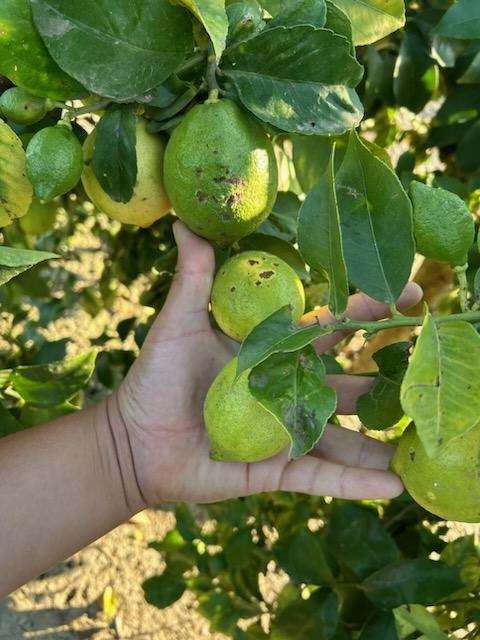 citrus edema fruit