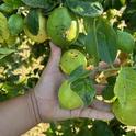 citrus edema fruit