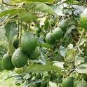 avocado fruit cluster