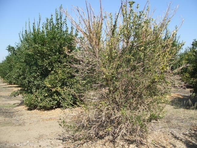 citrus thinning canopy phytophthora