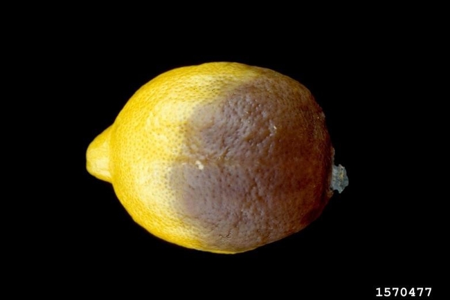 brown rot lemon
