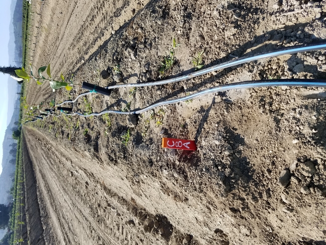 irrigation with double lines