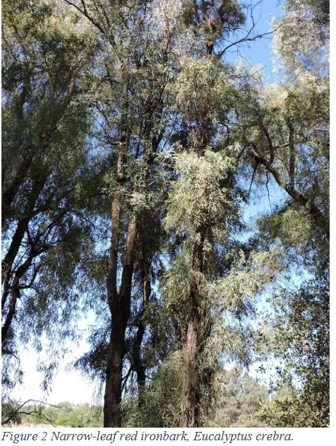 narrow leaf ironbark eucalyptus