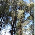 narrow leaf ironbark eucalyptus