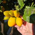 tangelo citrus bud mite