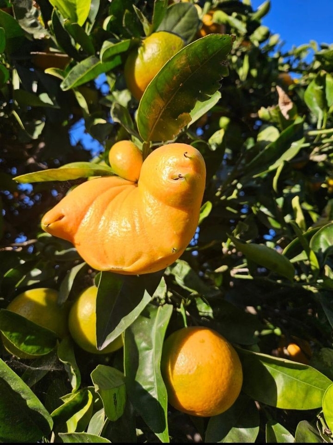 tangelo citrus bud mite 1