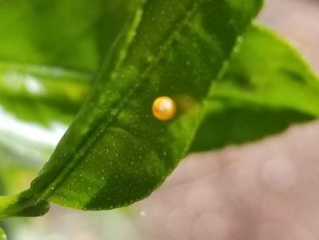 insect egg on citrus leaf