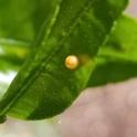 insect egg on citrus leaf