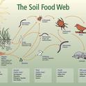soil food web image