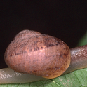 brown garden snail 1