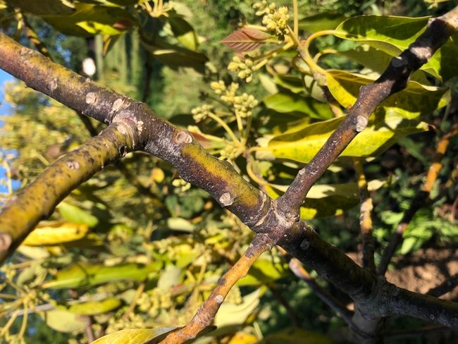 anthracnose avocado branch