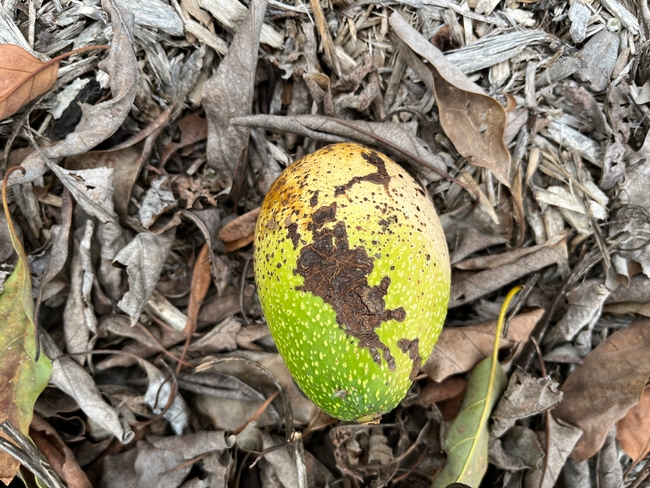 avocado snail damage