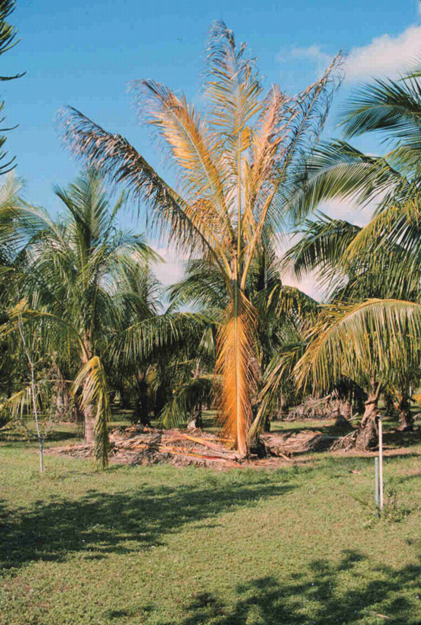 Phytoplasma disease palm