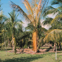 Phytoplasma disease palm