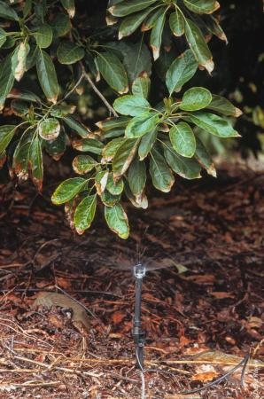 avocado irrigation 2