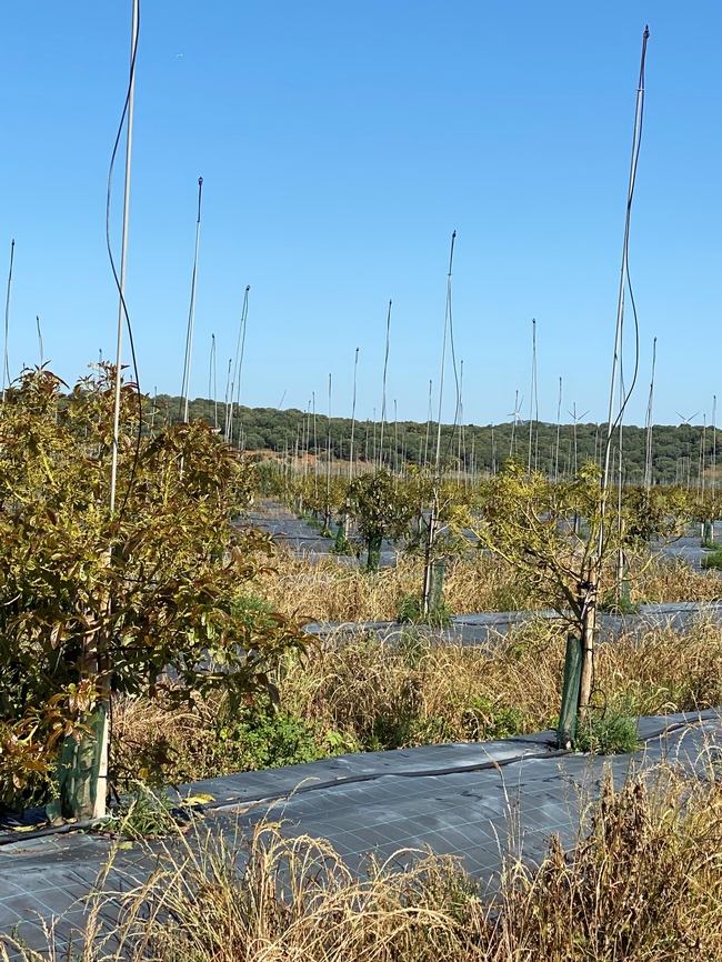 avocado irrigation spaing one per tree (2)