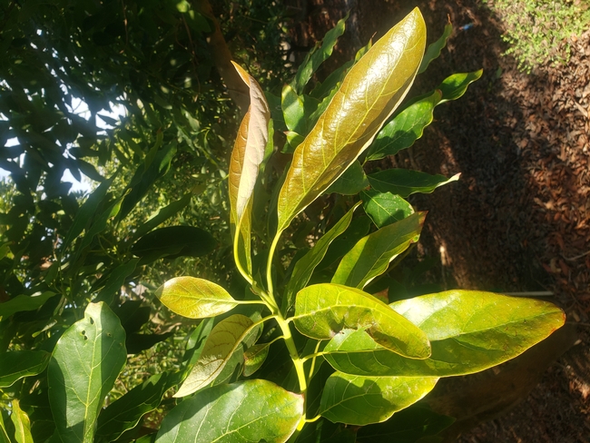 avocado thrips leaf feeding twisting