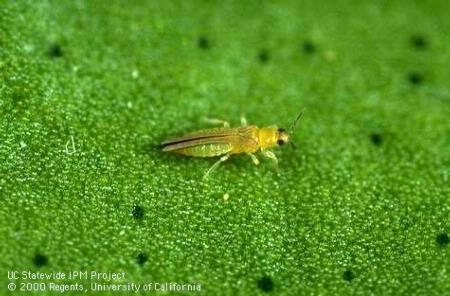 avocado thrips