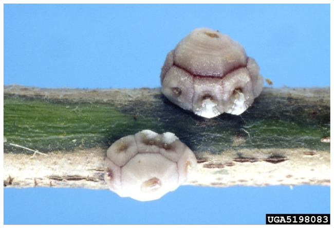 fig wax scale female