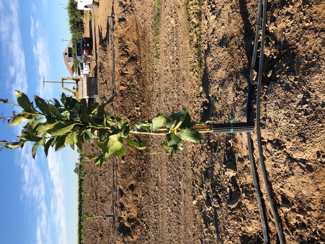 irrigation double line citrus