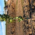 irrigation double line citrus